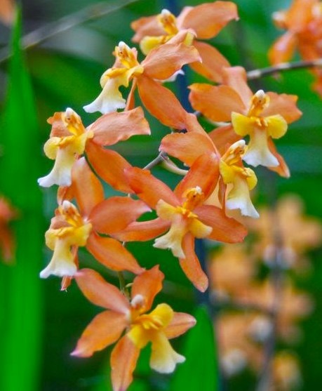 Oncidium Alliance clones | Product categories | Mt Beenak Orchids