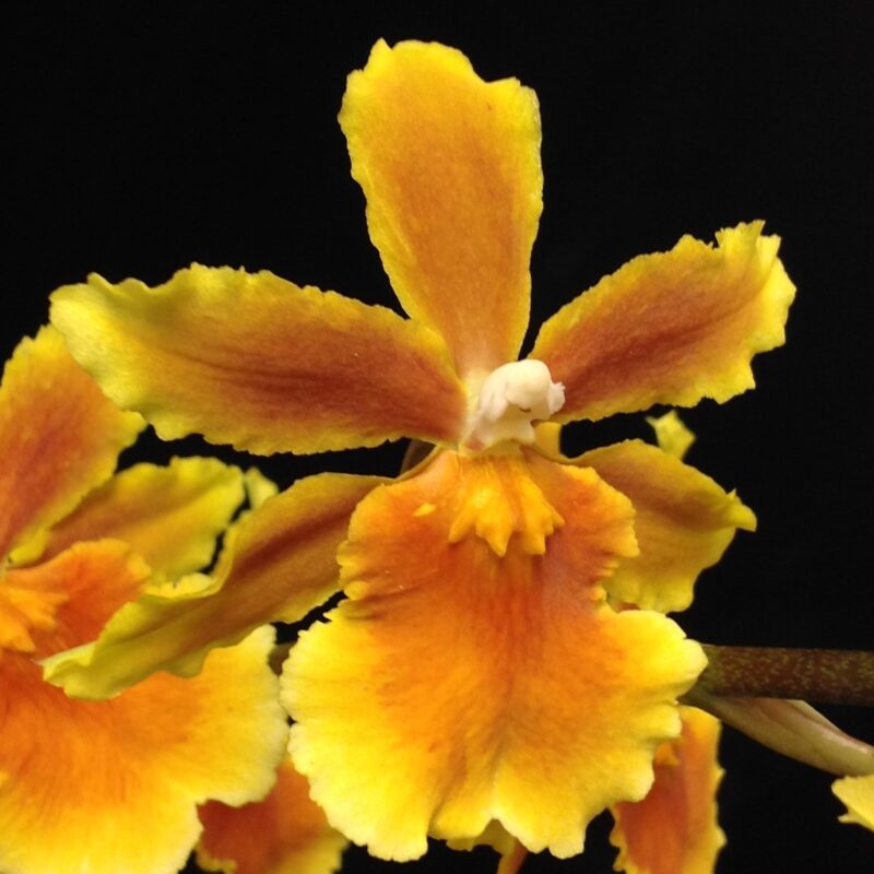 Oncidium Alliance clones | Product categories | Mt Beenak Orchids