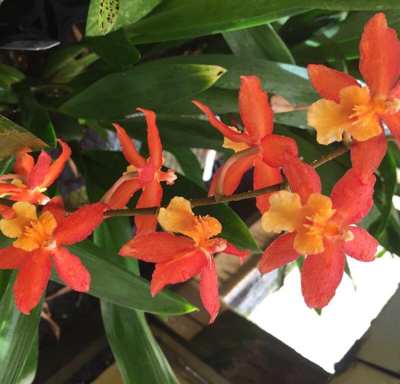 Oncidium Alliance clones | Product categories | Mt Beenak Orchids